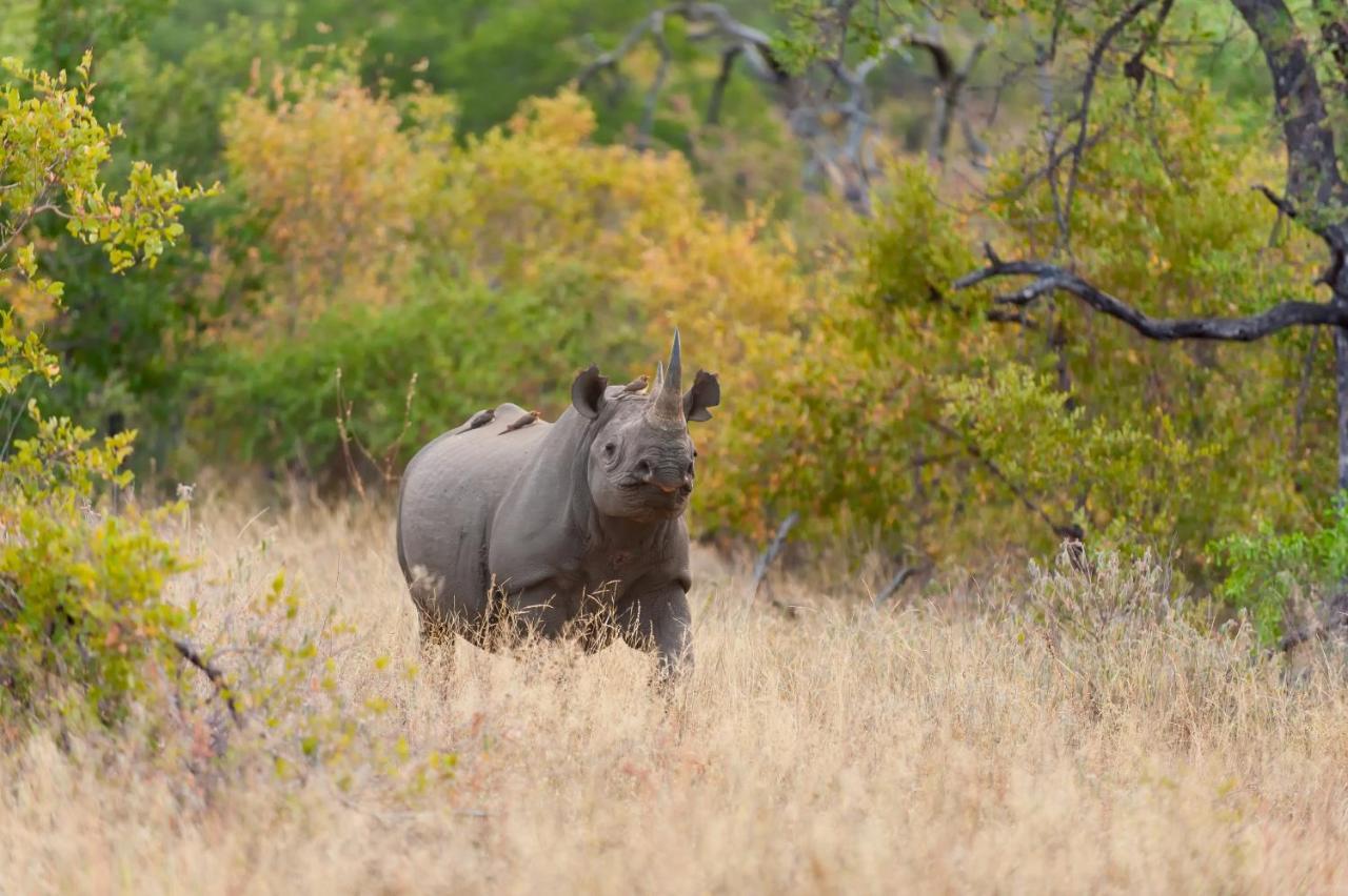 Pondoro Game Lodge Balule Wildreservaat Buitenkant foto