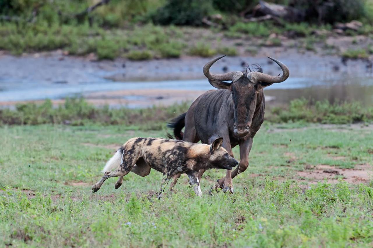 Pondoro Game Lodge Balule Wildreservaat Buitenkant foto