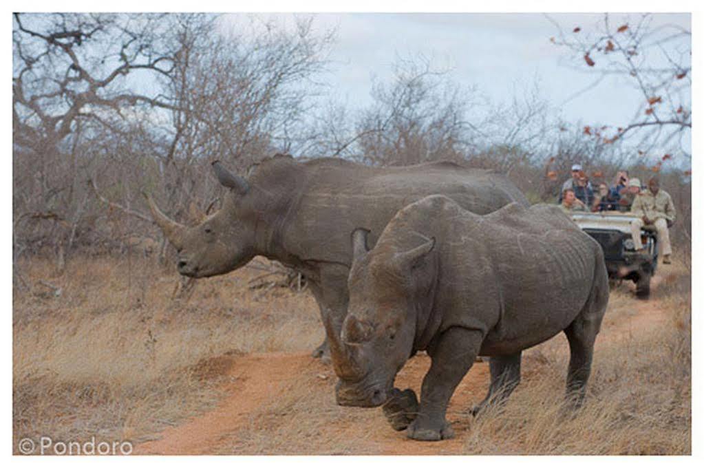 Pondoro Game Lodge Balule Wildreservaat Buitenkant foto